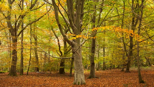 Woodland in Autumn at West Runton, Norfolk